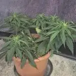 Strawberry haze auto