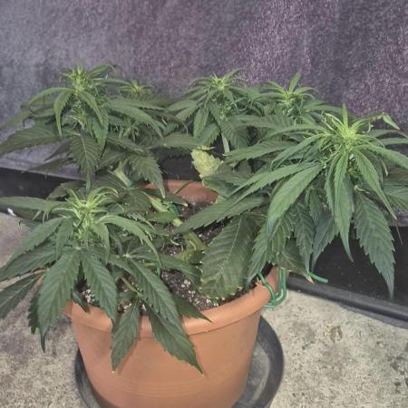 Strawberry haze auto