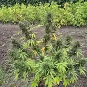 Lemon Peach CBD Auto (Ganja Farmers)