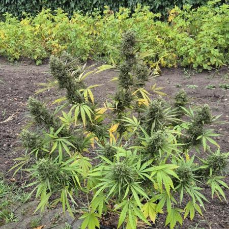 Lemon Peach CBD Auto (Ganja Farmers)