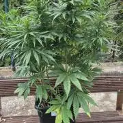 CBDV Auto