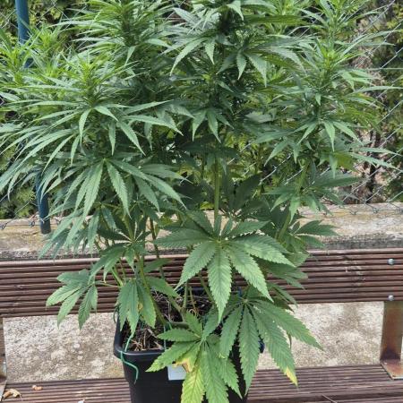 CBDV Auto