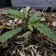 Lemon Peach CBD Auto (Ganja Farmers)