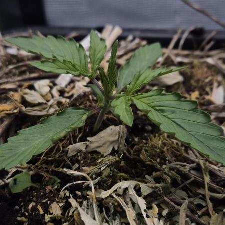 Lemon Peach CBD Auto (Ganja Farmers)