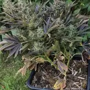 Haze Berry (Outdoor)