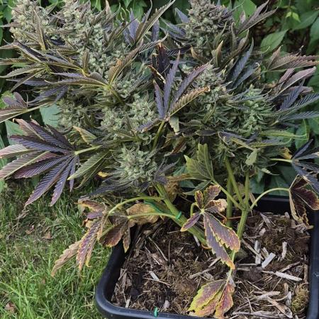 Haze Berry (Outdoor)