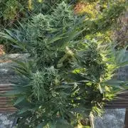 Haze Berry (Outdoor)