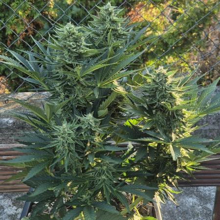 Haze Berry (Outdoor)