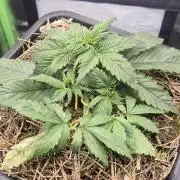 CBDV Auto