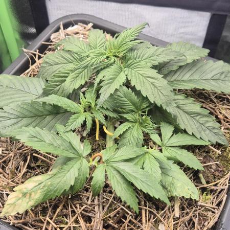 CBDV Auto