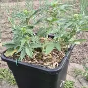 Haze Berry (Outdoor)