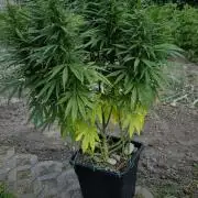 CBDV Auto