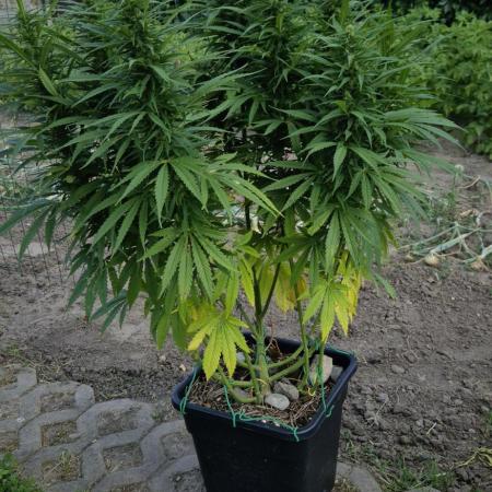 CBDV Auto