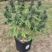 Lemon Peach CBD Auto (Ganja Farmers)