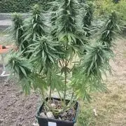 CBDV Auto