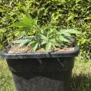 Lemon Peach CBD Auto (Ganja Farmers)