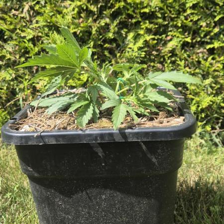 Lemon Peach CBD Auto (Ganja Farmers)