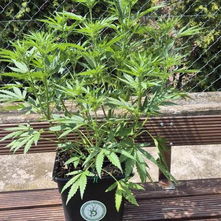Lemon Peach CBD Auto (Ganja Farmers)