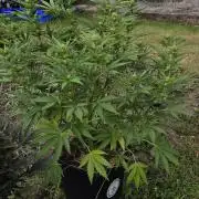 Lemon Peach CBD Auto (Ganja Farmers)