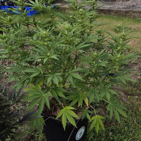 Lemon Peach CBD Auto (Ganja Farmers)