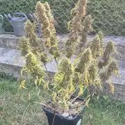 Lemon Peach CBD Auto (Ganja Farmers)