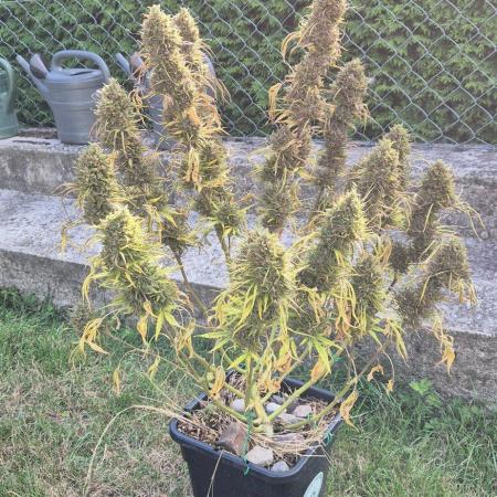 Lemon Peach CBD Auto (Ganja Farmers)