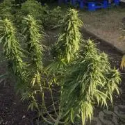 CBDV Auto