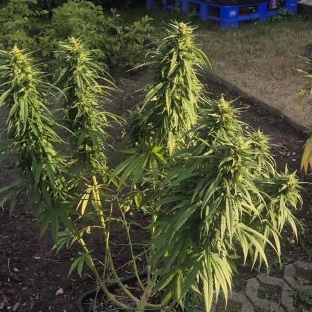 CBDV Auto