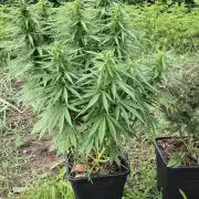 CBDV Auto