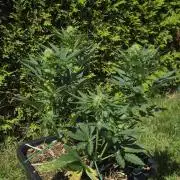 Haze Berry (Outdoor)