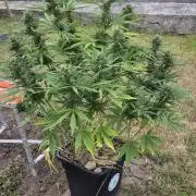 Lemon Peach CBD Auto (Ganja Farmers)