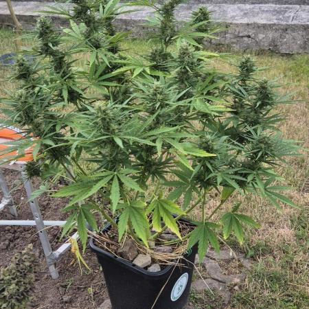Lemon Peach CBD Auto (Ganja Farmers)