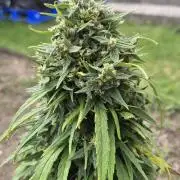 CBDV Auto