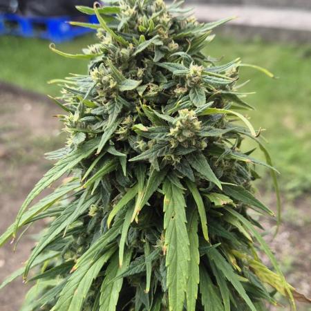 CBDV Auto
