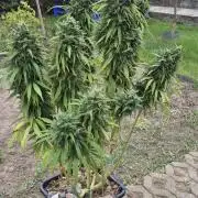 CBDV Auto