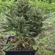 Haze Berry (Outdoor)