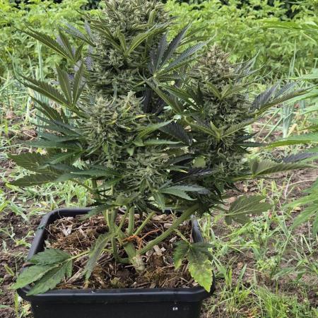 Haze Berry (Outdoor)