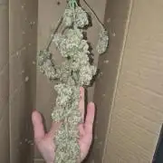 Afghan Auto by Ganja Farmer