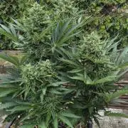 Haze Berry (Outdoor)