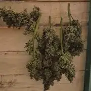 Haze Berry (Outdoor)