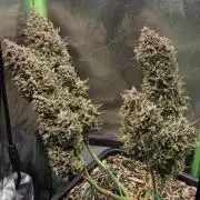 Haze Berry (Outdoor)