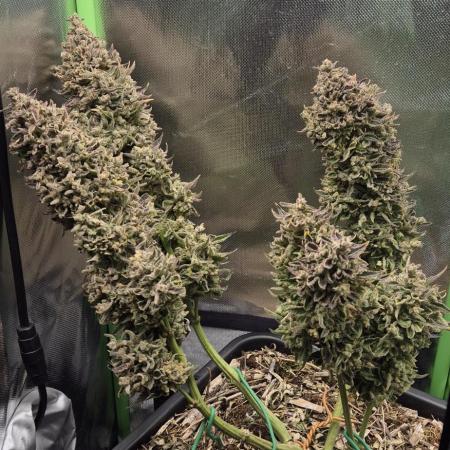 Haze Berry (Outdoor)