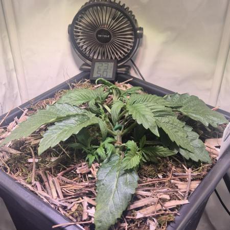 Haze Berry (Outdoor)