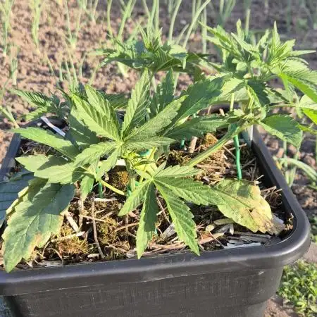 Haze Berry (Outdoor)