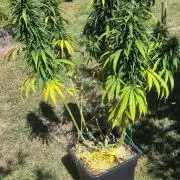 CBDV Auto