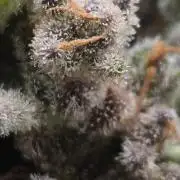 Haze Berry (Outdoor)
