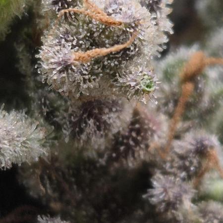 Haze Berry (Outdoor)
