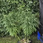 CBDV Auto