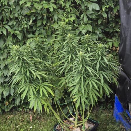 CBDV Auto