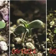 PC GROW - Mandarin Sunset Auto